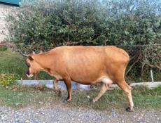 Продается корова