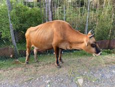 Продается корова