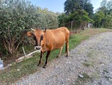 Продается корова