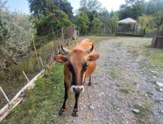 Продается корова