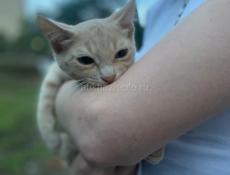 отдаю котят в добрые руки!