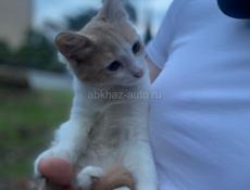 отдаю котят в добрые руки!