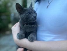 Русская Голубая