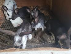 Кролики больших пород.