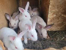Кролики больших пород.