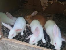 Кролики больших пород.