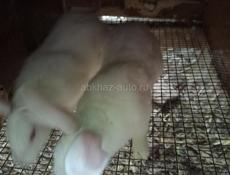 Кролики больших пород.