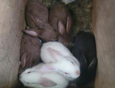 Кролики больших пород.