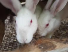 Кролики больших пород.