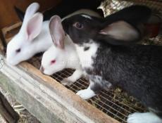 Кролики больших пород.