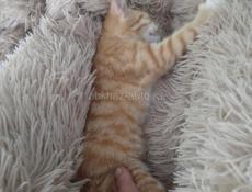 Очень ласковый и добрый рыжий котенок 