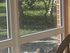 Брама цыплята полгода