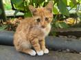 РЫЖИЙ КОТЁНОК МАЛЬЧИК 