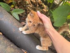 РЫЖИЙ КОТЁНОК МАЛЬЧИК 