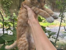 РЫЖИЙ КОТЁНОК МАЛЬЧИК 