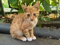 РЫЖИЙ КОТЁНОК МАЛЬЧИК 