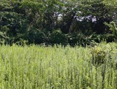 Участок 15 соток Алахадзы ул. Лермонтова