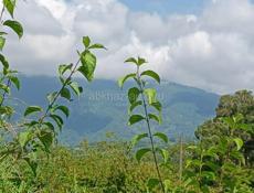 Участок 15 соток Алахадзы ул. Лермонтова