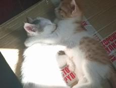 Отдам котят в добрые руки