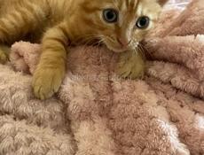 Отдам котенка шотландца в добрые руки