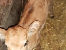 Продается теленок 3 дневный 