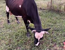 Продается корова