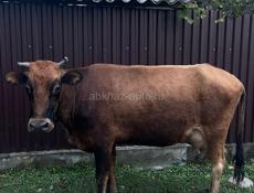 Все вопросы по тел