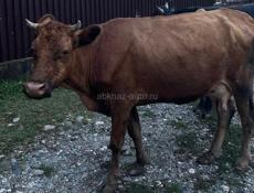 Все вопросы по тел