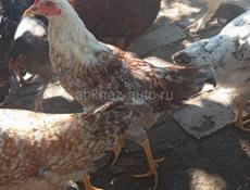 Продаются Куры