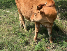 Продаю 