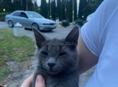 Русская Голубая 
