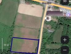 Бамбора 50 сотых