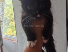 В добрые руки
