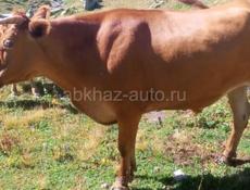 Продаю бык 220 230 кг 