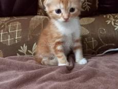 Продаётся котёнок 