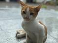 Котенок в добрые руки (мальчик)