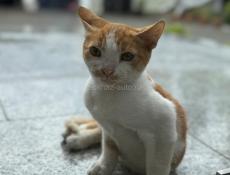 Котенок в добрые руки (мальчик)