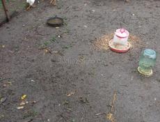 Продаются петухи 