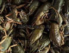 Живые Раки 
