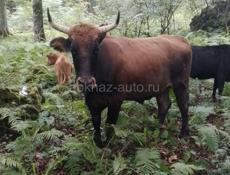 Продаётся бычок 270 кг. (6 лет).  Цена за 1кг - 700 рублей