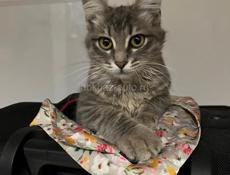 Невероятно красивые котята