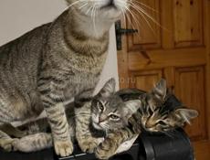 Невероятно красивые котята