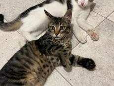 Невероятно красивые котята