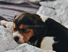 Щенок Бигль
