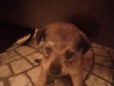 СРОЧНО! ЩЕНКИ В ДАР!!! ТОЛЬКО в ответственные руки!
