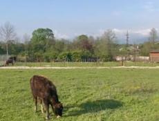 УЧАСТОК 6 СОТОК РЯДОМ С ГРАНИЦЕЙ СРОЧНО