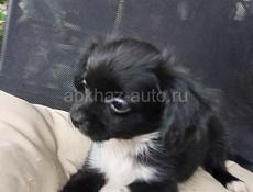 Продаём щенка чихуахуа мальчики