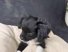 Продаём щенка чихуахуа мальчики