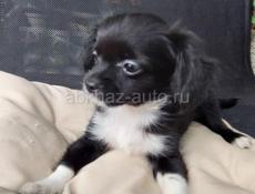 Продаём щенка чихуахуа мальчики