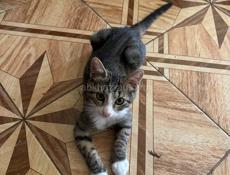 Отдам котят в добрые руки